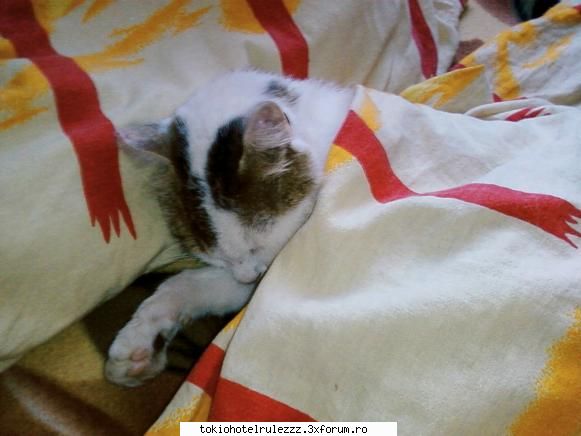 me plac o poza k cotoiasul meu.. :zzz: animalele preferate